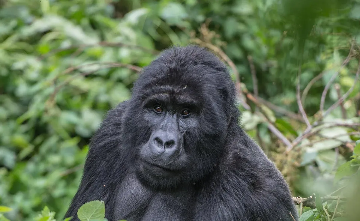 5 Days Bwindi Gorilla Trekking Safari – Flying