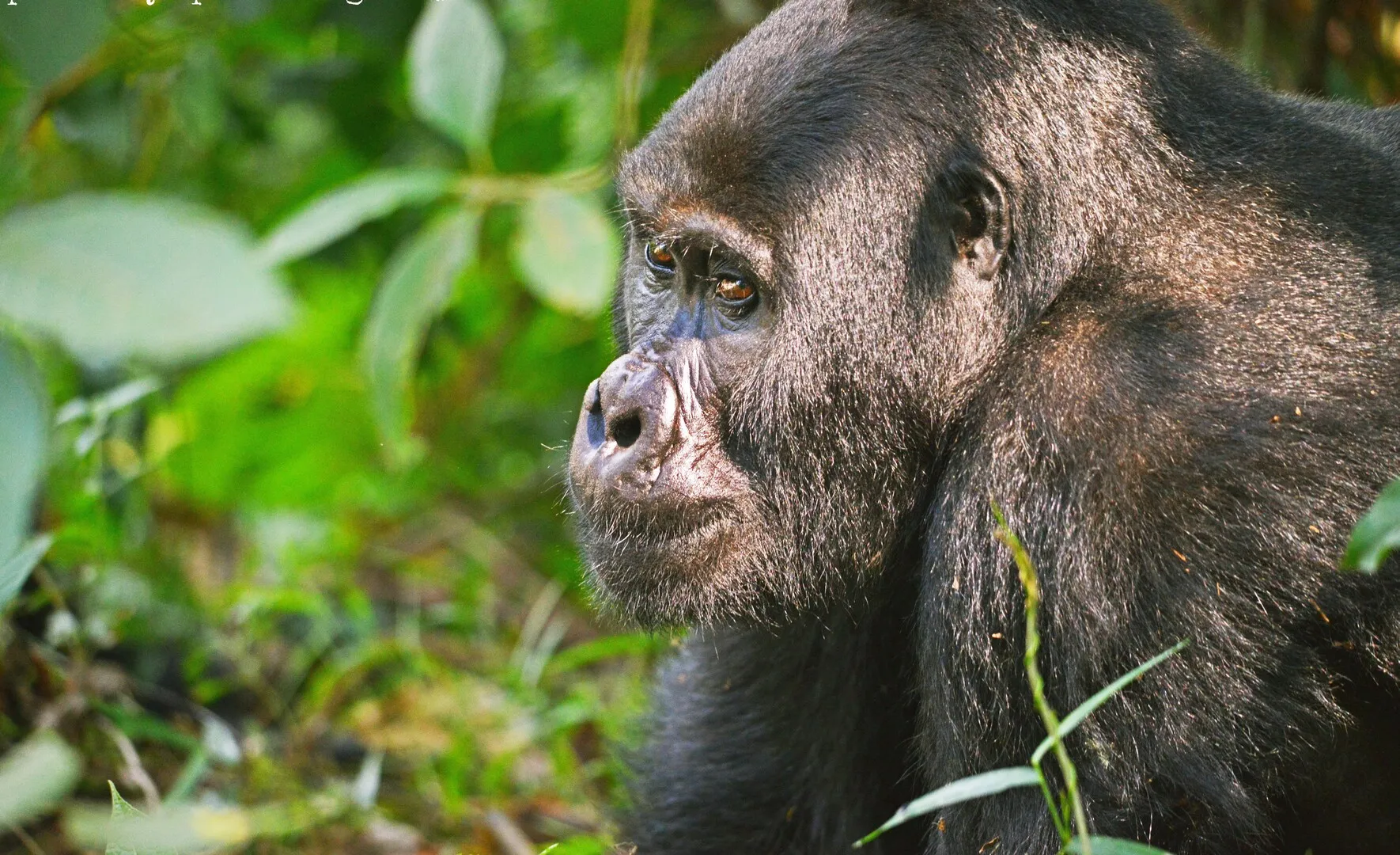What Do You Know About Gorillas?