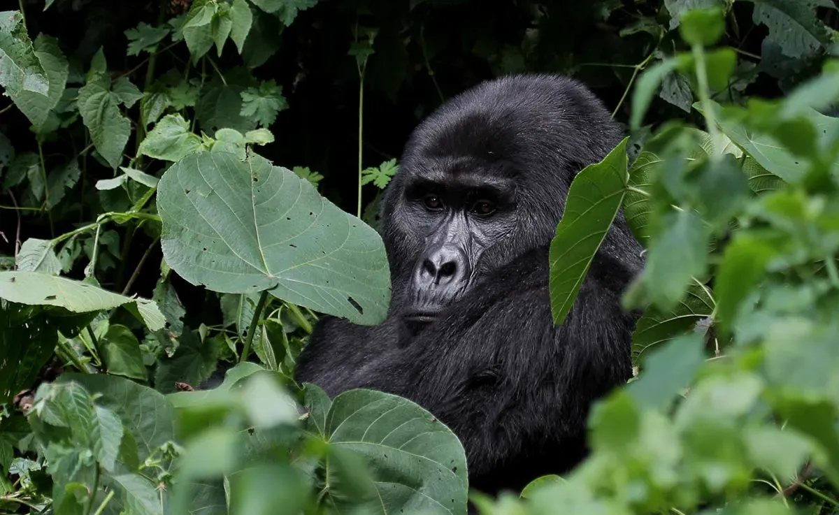 11 Days Uganda Safari Adventure
